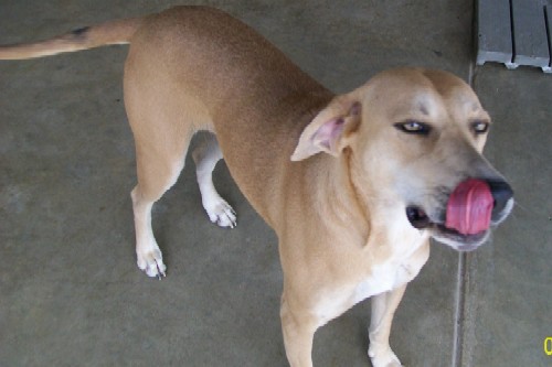 Other Photos of thie Dog