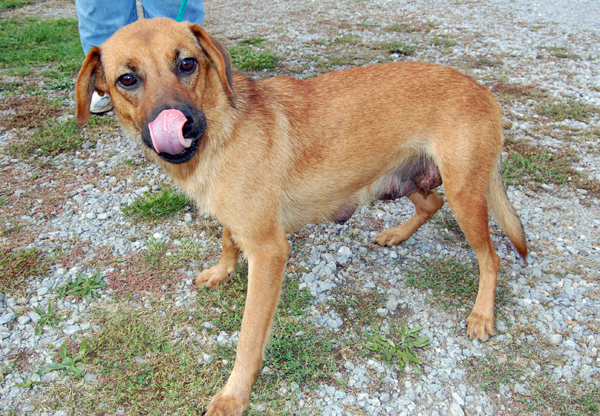 Other Photos of thie Dog