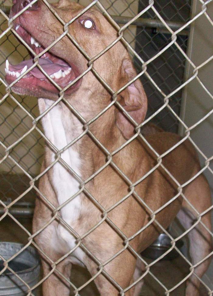 Other Photos of thie Dog