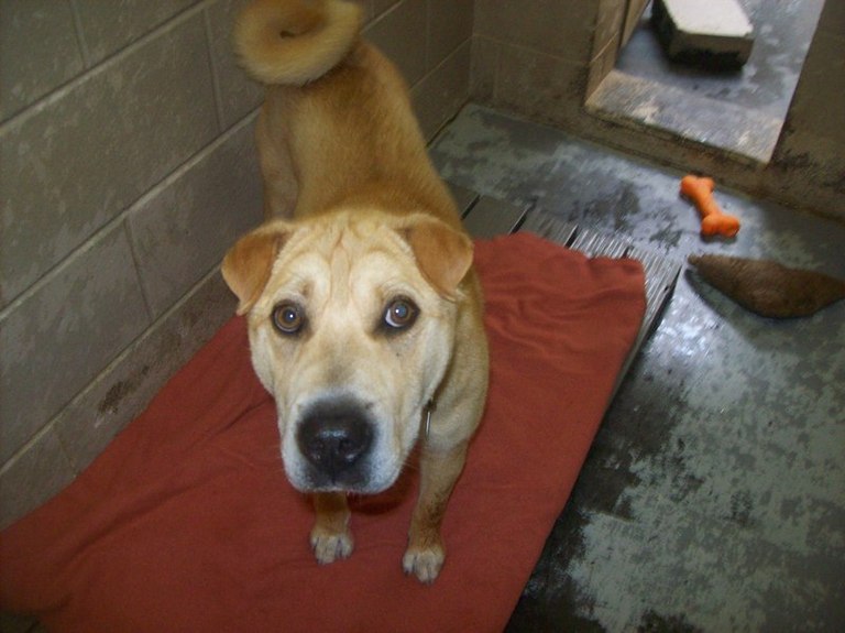 Other Photos of thie Dog