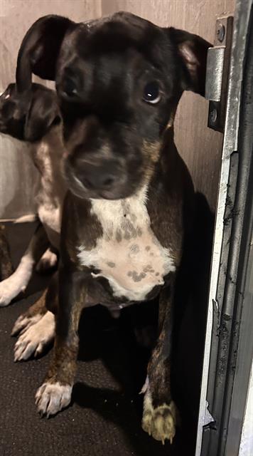 Main Photo of this Dog