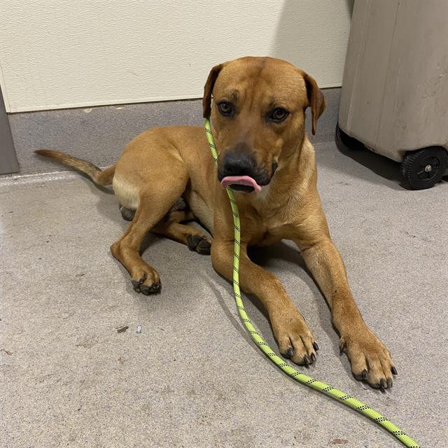 Main Photo of this Dog