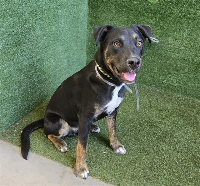 Main Photo of this Dog