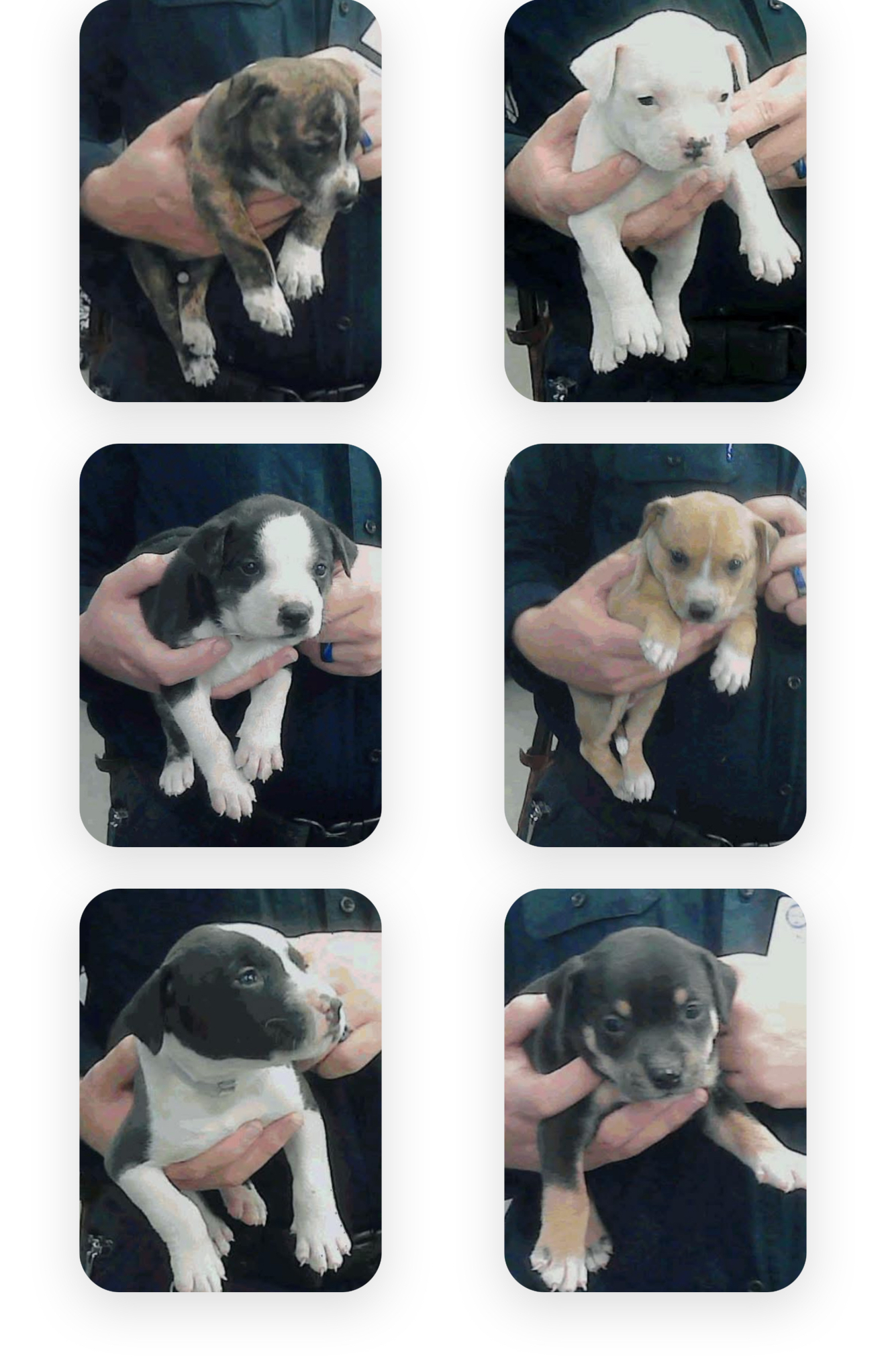 Other Photos of thie Dog