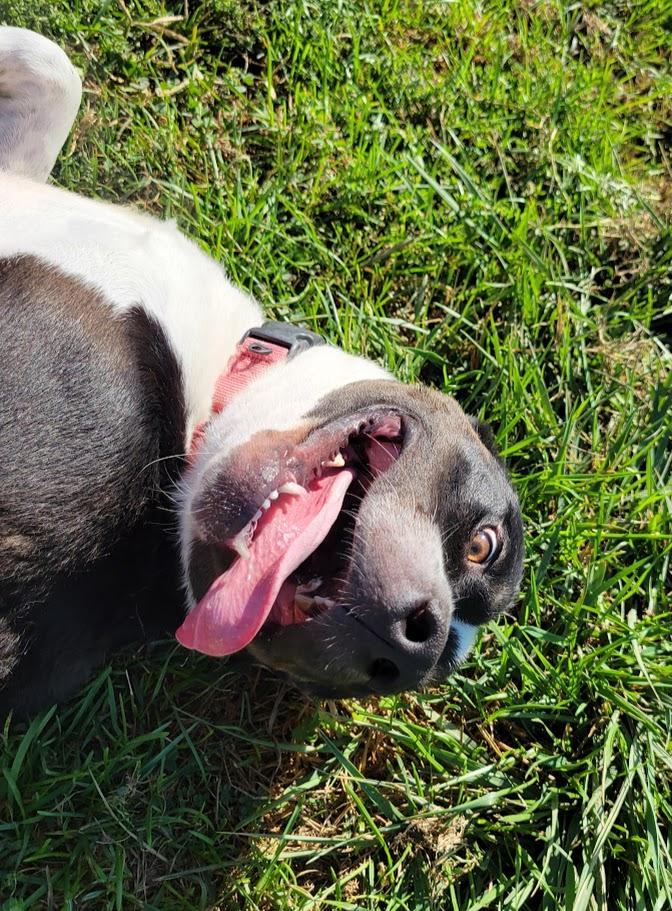 Other Photos of thie Dog