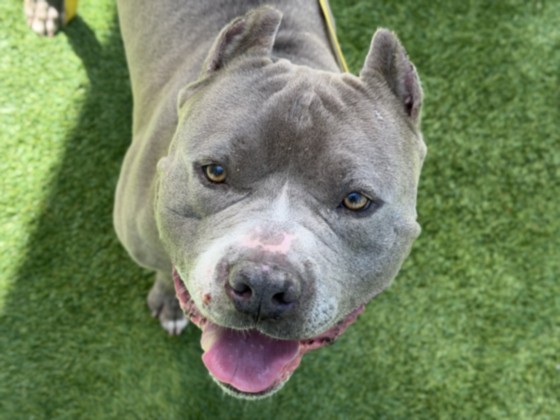 Main Photo of this Dog