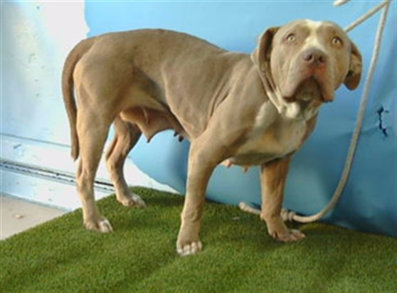 Other Photos of thie Dog