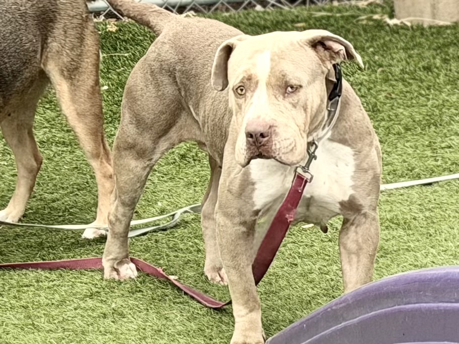 Other Photos of thie Dog