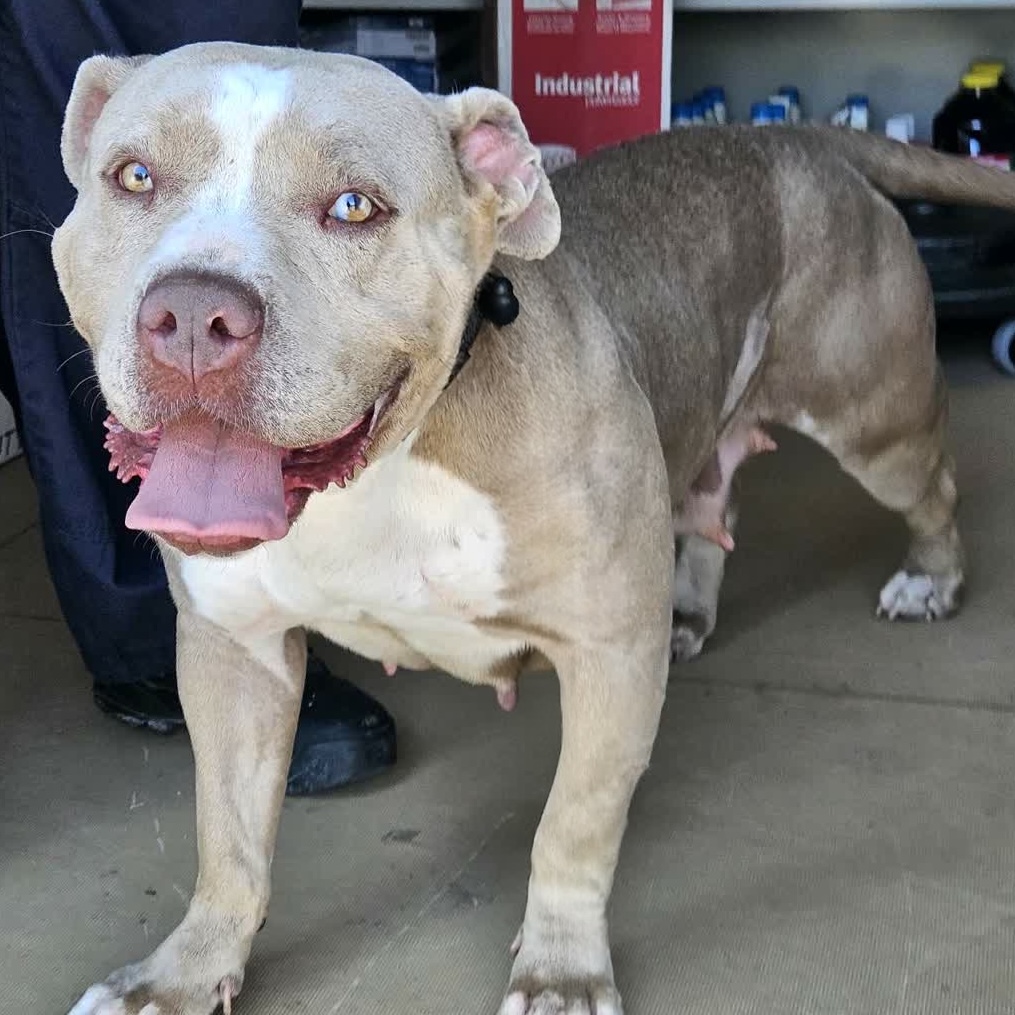 Jules, a Pit Bull Terrier, available for adoption