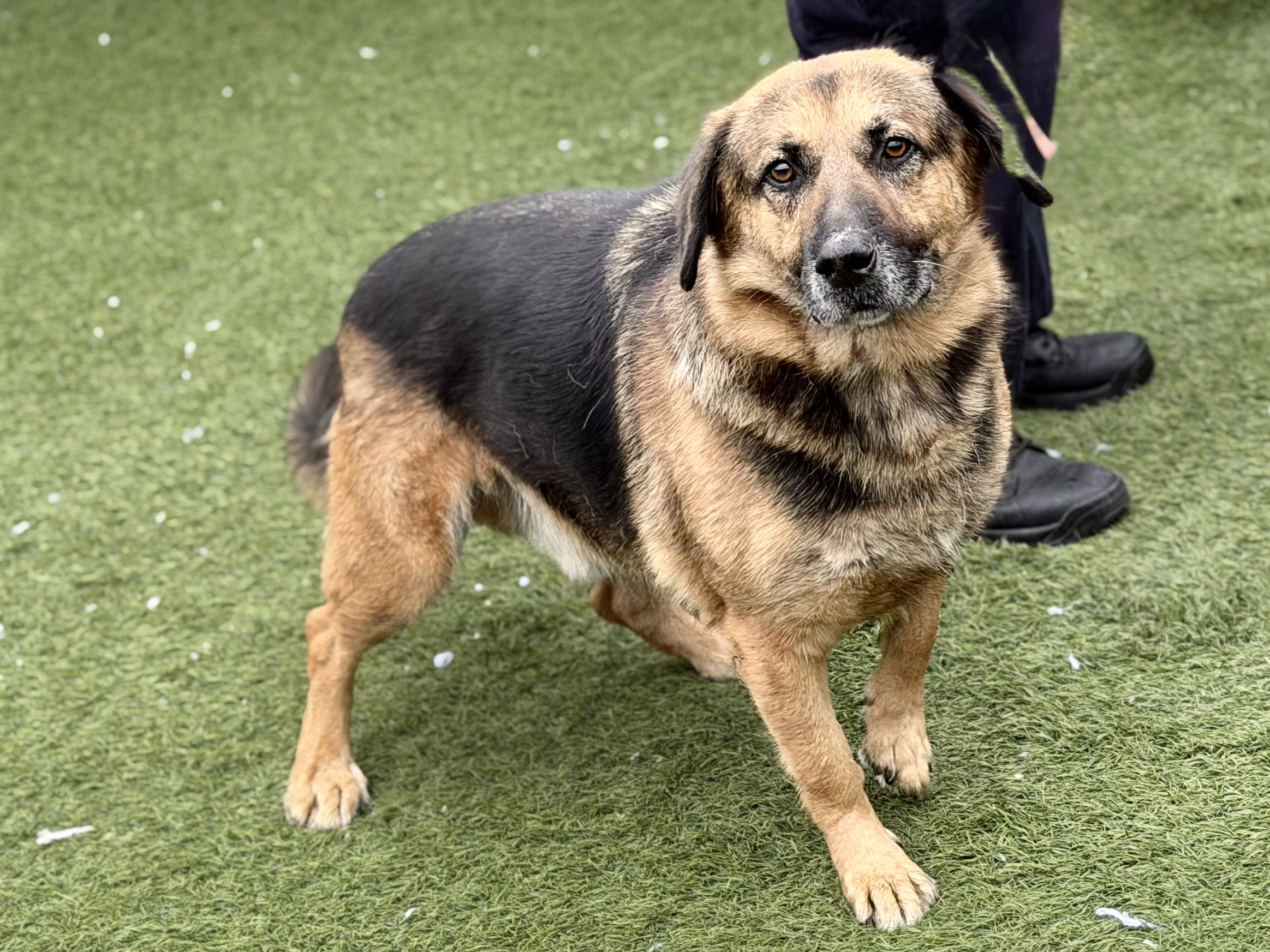 Other Photos of thie Dog