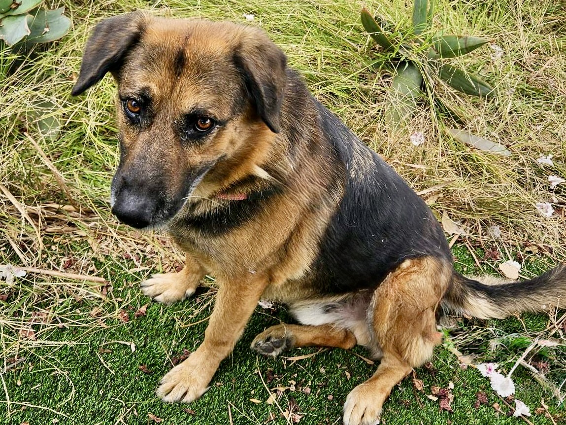 Eldrich, a German Shepherd, available for adoption