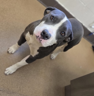 Adoptable pet photo