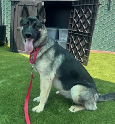 Moana, a German Shepherd, available for adoption