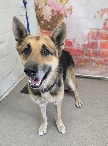 Rocky, a German Shepherd, available for adoption