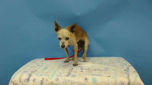 A5790521, a Chihuahua, available for adoption