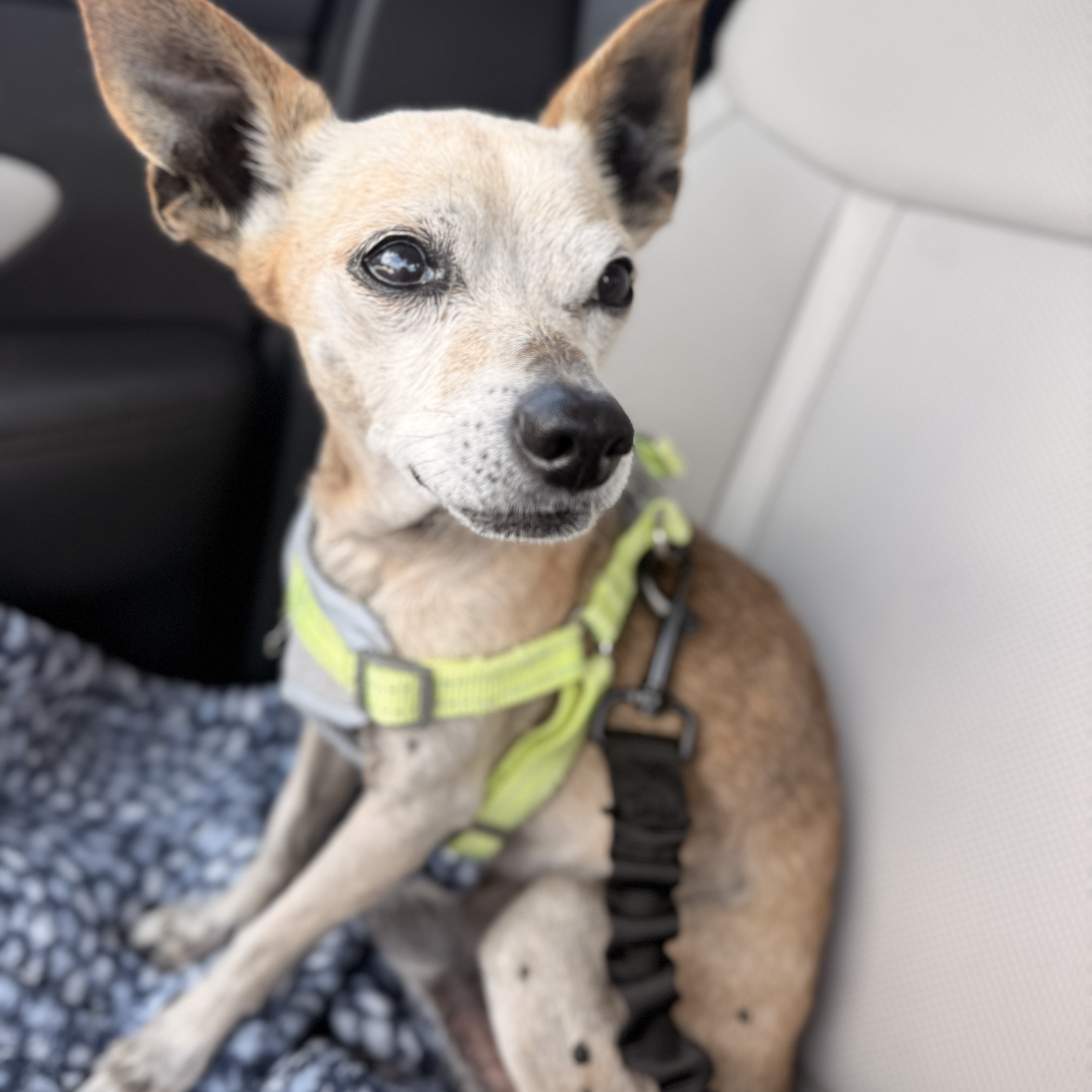 Rocco, a Chihuahua, available for adoption