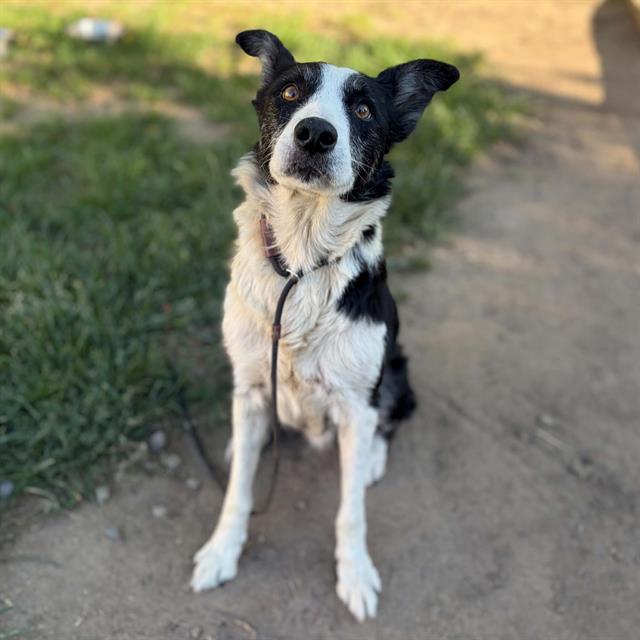 Winnie, a Border Collie, available for adoption