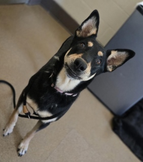 Penny, a Australian Kelpie (mix breed), available for adoption