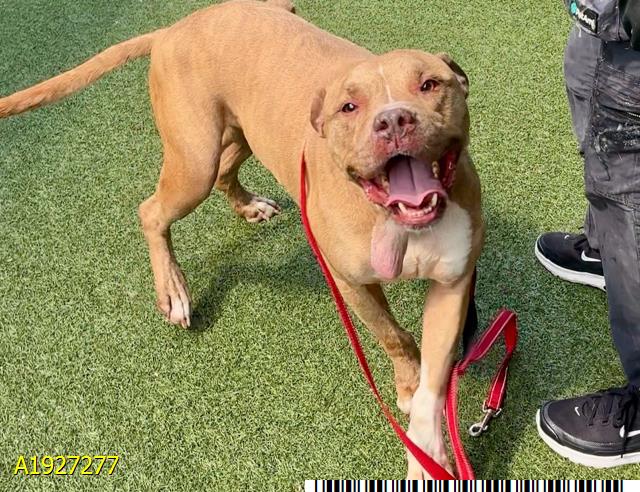 Rolo, a American Staffordshire Terrier, available for adoption