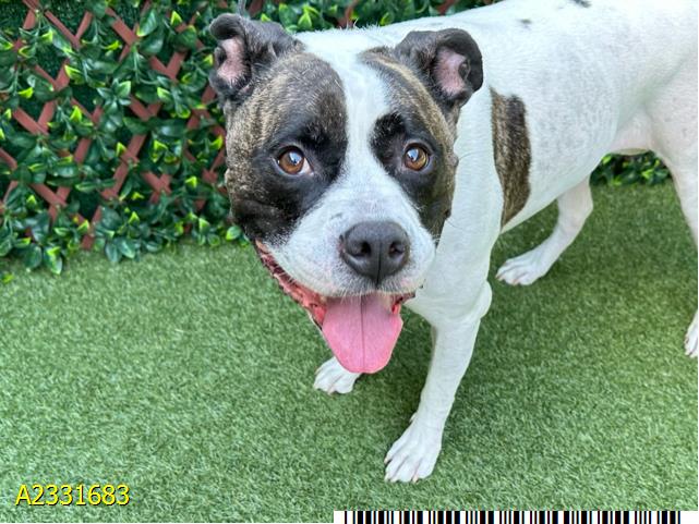 Annie, a Pit Bull Terrier, available for adoption