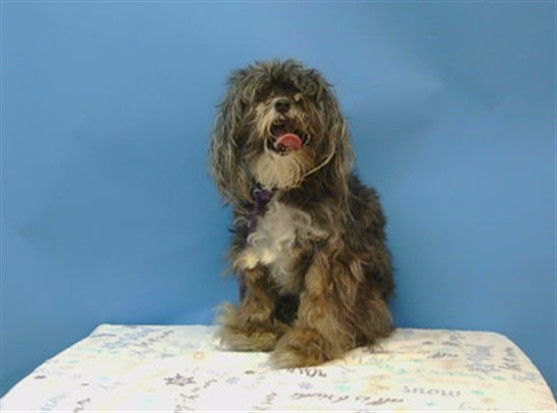 Zoey, a Terrier, available for adoption