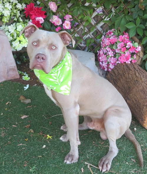 Grasshopper, a American Staffordshire Terrier, available for adoption