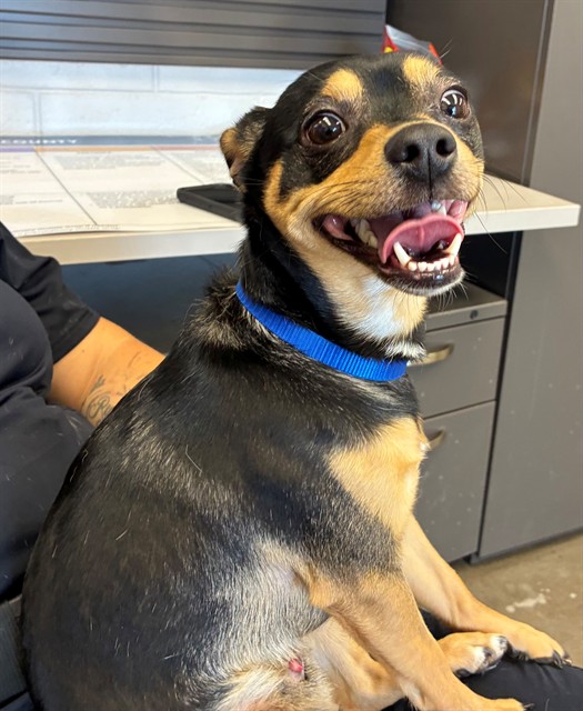 Houdini, a Chihuahua, available for adoption