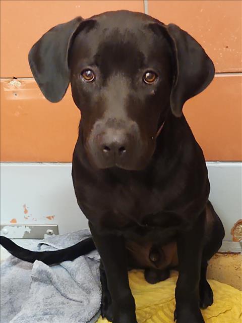 Nicholas, a Black Labrador Retriever, available for adoption