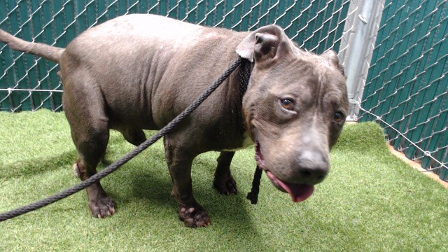 Mr Hippo, a Pit Bull Terrier, available for adoption