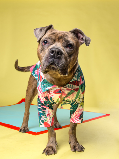Crosby, a American Staffordshire Terrier, available for adoption