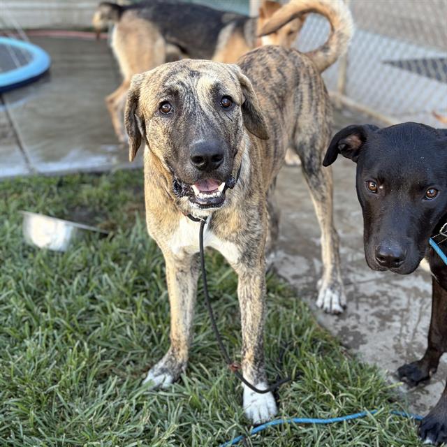 Braxton, a Anatolian Shepherd, available for adoption