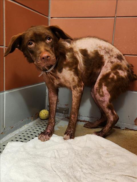 Lacey, a Nova Scotia Duck-Tolling Retriever (mix breed), available for adoption