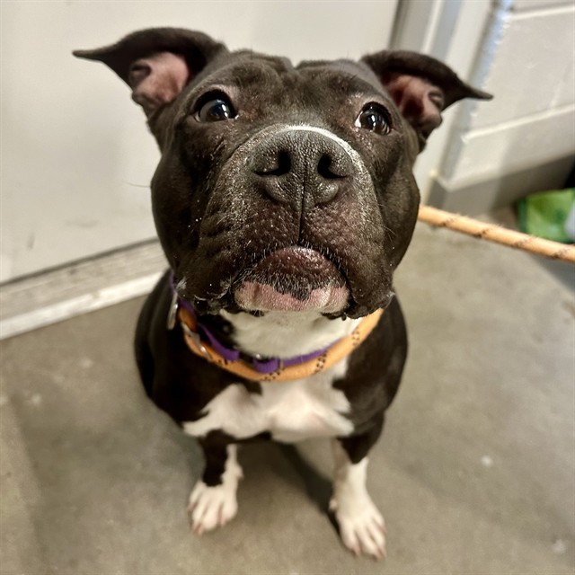 Coco, a Bullmastiff (mix breed), available for adoption