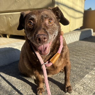 Penny, a Australian Cattle Dog/Blue Heeler, available for adoption