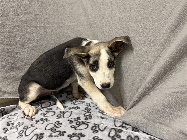 A5792117, a German Shepherd, available for adoption