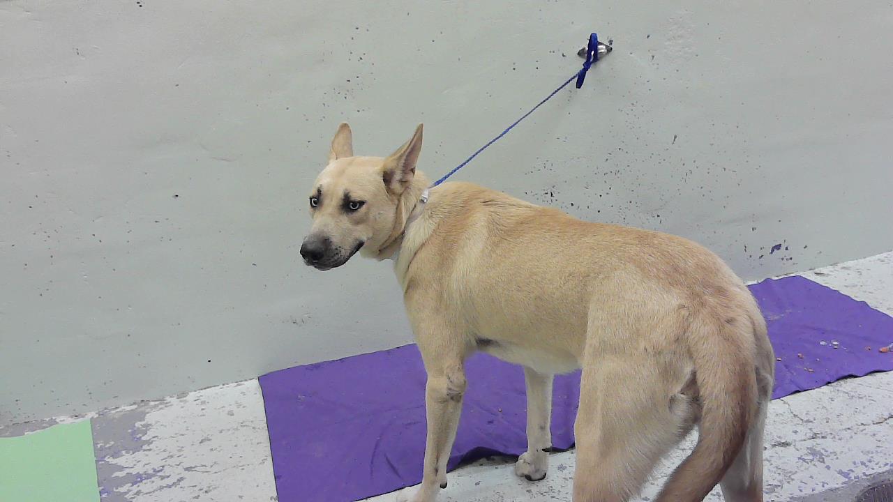 Canela, a Belgian Shepherd Malinois (mix breed), available for adoption