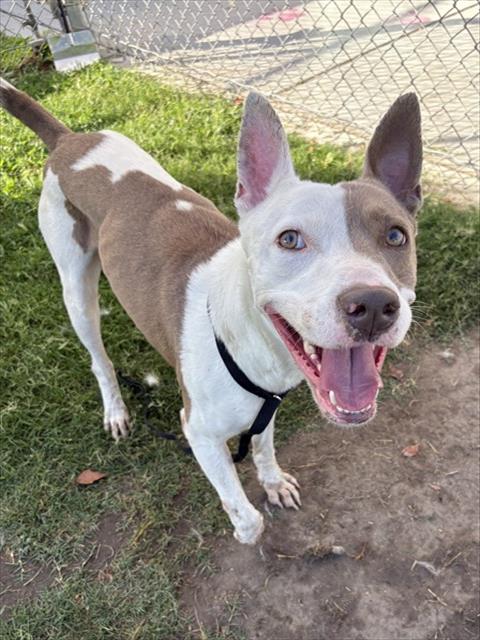 Adoptable pet photo