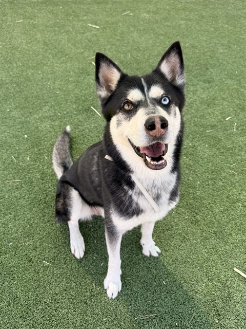 Loki, a Siberian Husky, available for adoption
