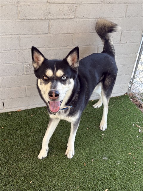 Adoptable pet photo
