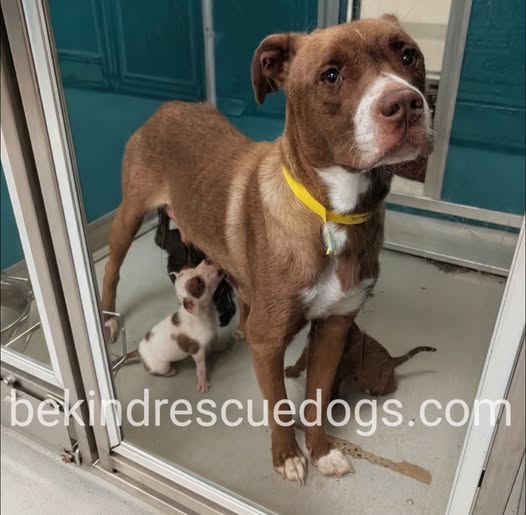 Adoptable pet photo