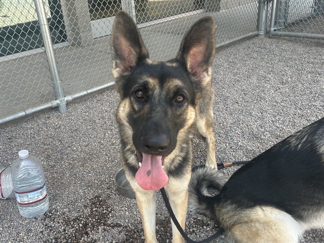 Adoptable pet photo