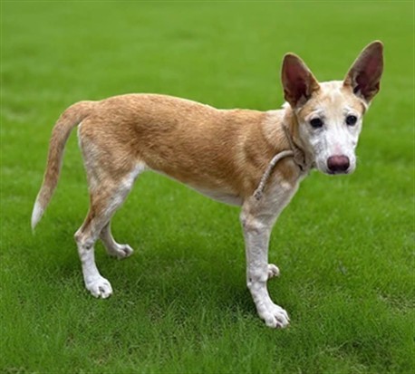 Adoptable pet photo
