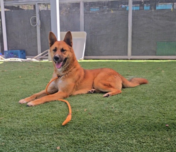 Adoptable pet photo
