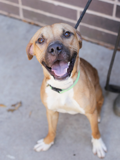 Adoptable pet photo