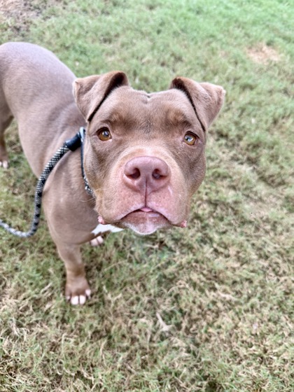 Adoptable pet photo