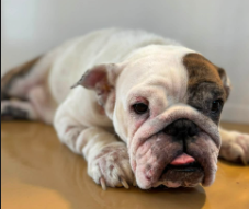 Adoptable pet photo