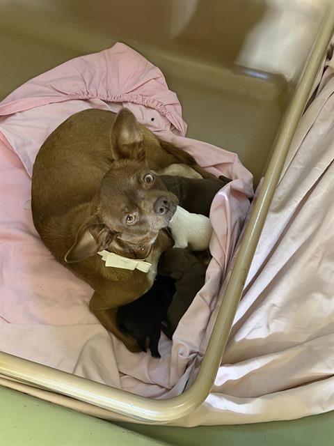 Adoptable pet photo