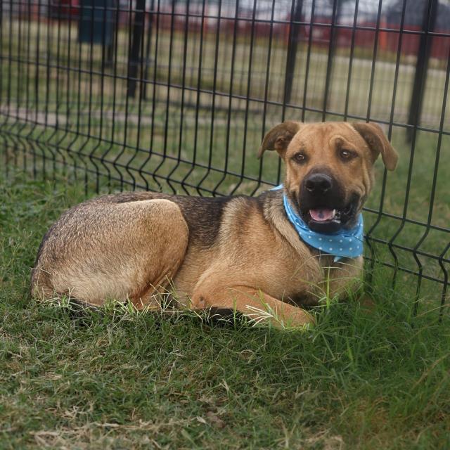Tex, a Shepherd (mix breed), available for adoption