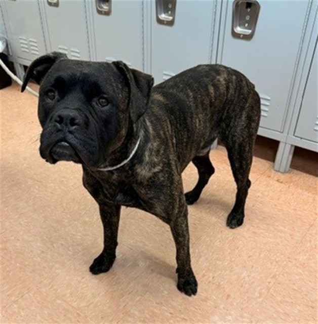 Bundy, a Boxer, available for adoption