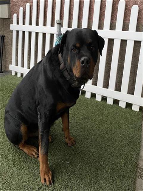 Ingo, a Rottweiler, available for adoption